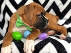 Small Photo #8 Boxer Puppy For Sale in EAST EARL, PA, USA
