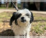 Small #1 Shih Tzu Mix