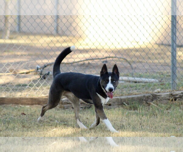 Medium Photo #2 Siberian Husky Puppy For Sale in El Centro, CA, USA