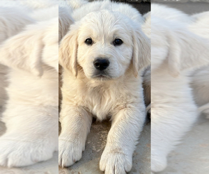 English Cream Golden Retriever Puppy for sale in EL CAJON, CA, USA