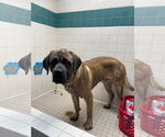 Small #1 Mastiff