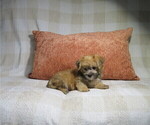 Litter of 3 - Male MorkieLitter of Puppies for Sale - Photo #3