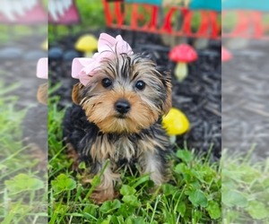Yorkshire Terrier Puppy for sale in INDIANAPOLIS, IN, USA