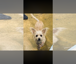 Small #1 Mutt