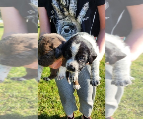 Medium Photo #3 Australian Cattle Dog-Labrador Retriever Mix Puppy For Sale in PORTLAND, OR, USA