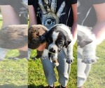 Small Photo #3 Australian Cattle Dog-Labrador Retriever Mix Puppy For Sale in PORTLAND, OR, USA
