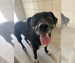 Small American Pit Bull Terrier-Labrador Retriever Mix