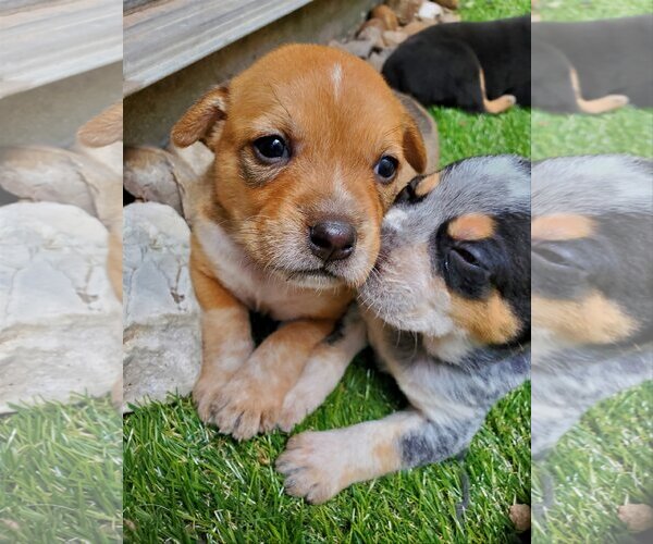 Medium Photo #32 Chihuahua-Unknown Mix Puppy For Sale in Spring, TX, USA