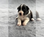 Puppy Zues Australian Shepherd