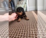 Small Photo #9 Rottweiler Puppy For Sale in NEW PORT RICHEY, FL, USA