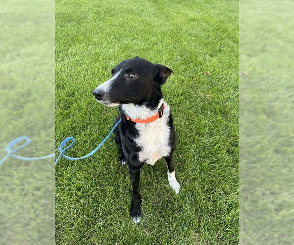 Medium Photo #1 Border Collie Puppy For Sale in Highland, IL, USA