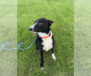 Border Collie Dogs for adoption in Highland, IL, USA