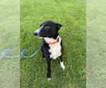 Small Border Collie