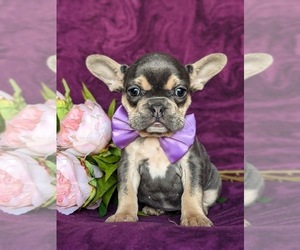 French Bulldog Puppy for sale in QUARRYVILLE, PA, USA