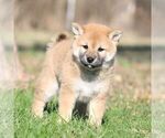 Small Photo #2 Shiba Inu Puppy For Sale in ORONOGO, MO, USA