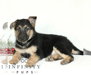 German Shepherd Dog Puppy for sale in PARADISE, PA, USA