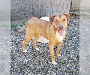 Labrador Retriever Dogs for adoption in Lake City, MI, USA