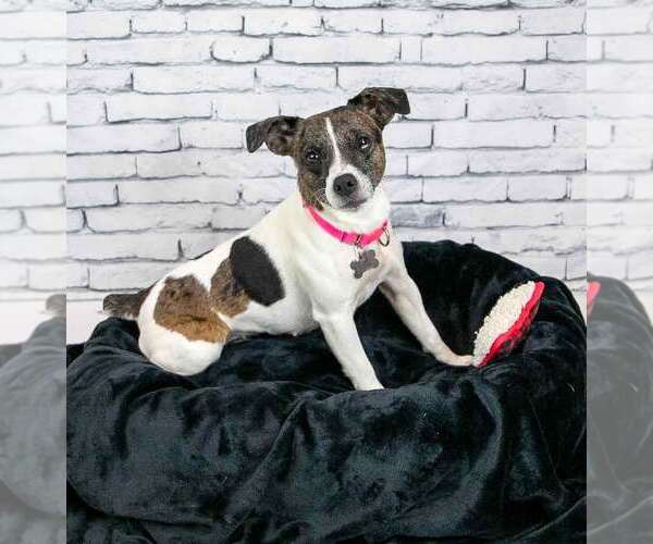 Medium Photo #2 Jack Russell Terrier-Unknown Mix Puppy For Sale in Kennesaw, GA, USA