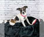 Small #1 Jack Russell Terrier Mix