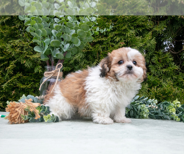 Medium Photo #3 Zuchon Puppy For Sale in SHILOH, OH, USA