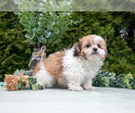 Small Photo #4 Zuchon Puppy For Sale in SHILOH, OH, USA