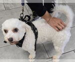 Small #2 Maltipoo