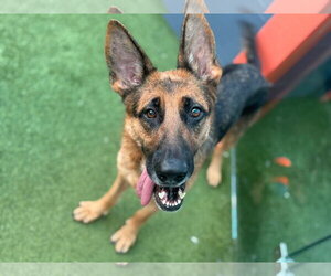 German Shepherd Dog Dogs for adoption in Plantation, FL, USA