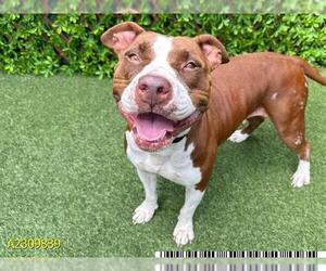 American Pit Bull Terrier Dogs for adoption in West Palm Beach, FL, USA