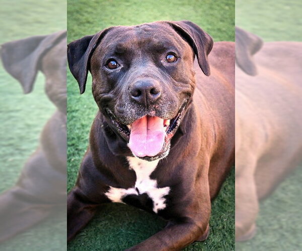 Medium Photo #3 Mutt Puppy For Sale in Sacramento, CA, USA