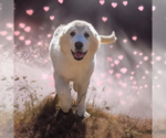Small #4 Great Pyrenees