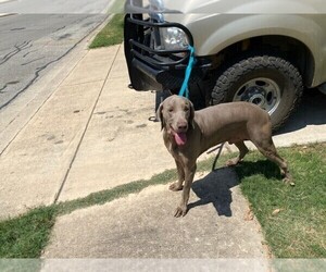 Father of the Weimaraner puppies born on 08/20/2020