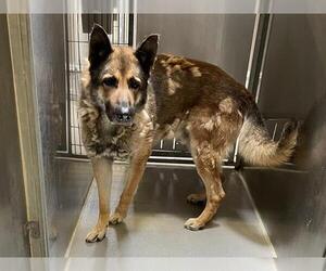 German Shepherd Dog Dogs for adoption in Modesto, CA, USA