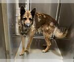 Small German Shepherd Dog