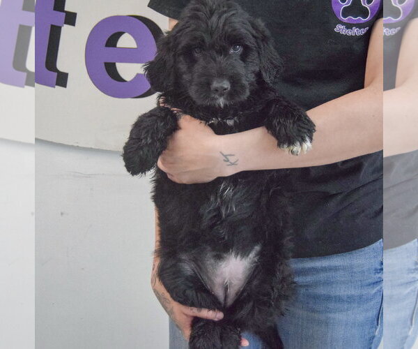 Medium Photo #2 Golden Retriever-Unknown Mix Puppy For Sale in Huntley, IL, USA