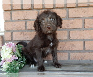 Miniature Labradoodle Puppy for sale in MILLERSBURG, OH, USA