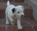 Puppy Durango Jack Russell Terrier