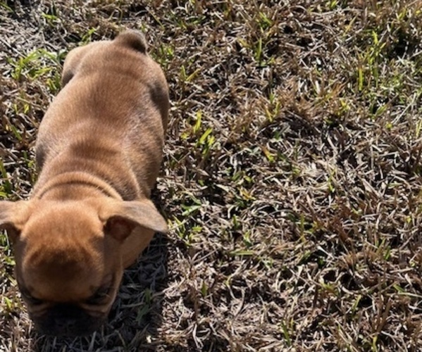 Medium Photo #5 French Bulldog Puppy For Sale in MAYO, FL, USA