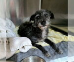 *BETTY - Female Mutt Dog for Adoption - Small photo