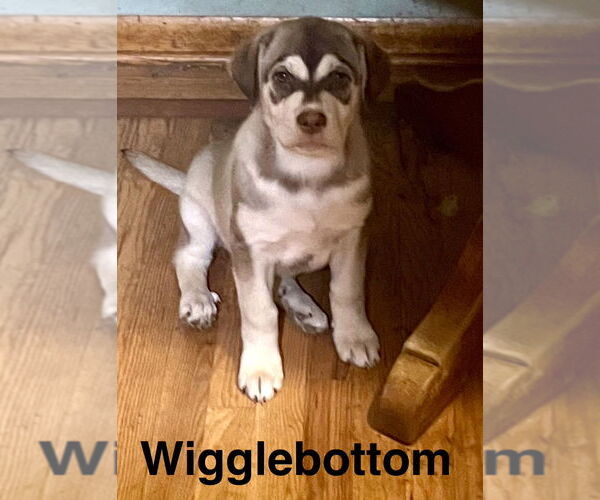 Medium Photo #1 Labsky Puppy For Sale in Topeka, KS, USA