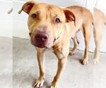Small #1 Labrador Retriever Mix