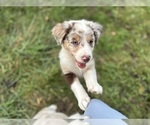 Small #23 Australian Shepherd