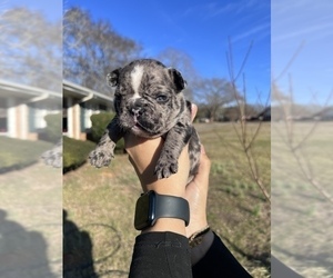 French Bulldog Puppy for sale in MARIETTA, GA, USA