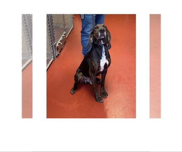 Medium Photo #3 Plott Hound-Unknown Mix Puppy For Sale in Westminster, MD, USA