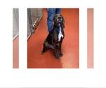 Small #2 Plott Hound Mix