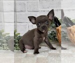 Small #24 Chihuahua