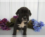 Small Photo #9 Cane Corso Puppy For Sale in EMPIRE STATE, NY, USA