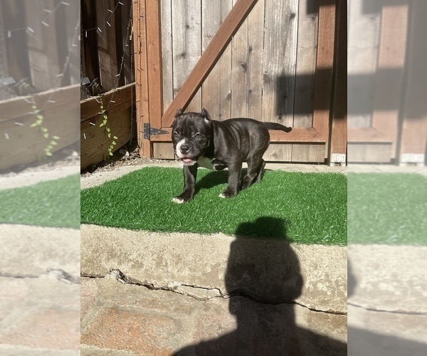 Medium Photo #5 American Bully Puppy For Sale in OAKLAND, CA, USA