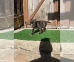 Small Photo #5 American Bully Puppy For Sale in OAKLAND, CA, USA