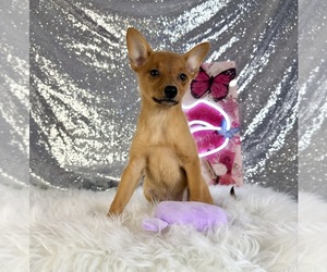 Rat-Cha Puppy for sale in INDIANAPOLIS, IN, USA