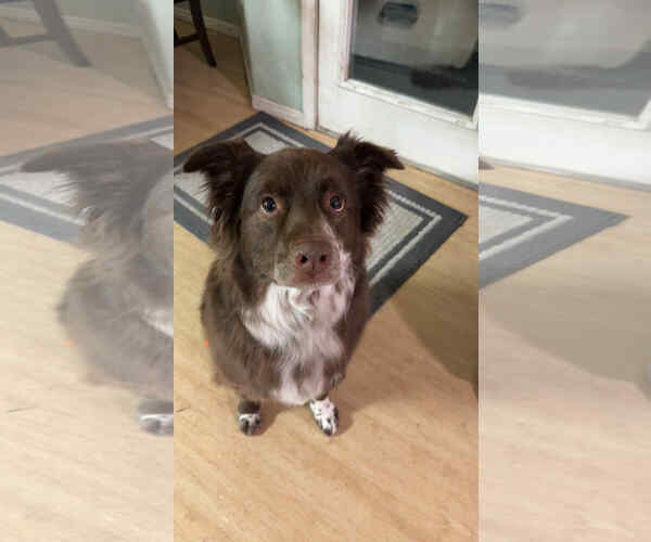 Medium Photo #3 Mutt Puppy For Sale in Sandy, UT, USA